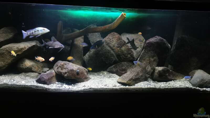 Aquarium Malawi Barschbecken von Midgard (2)