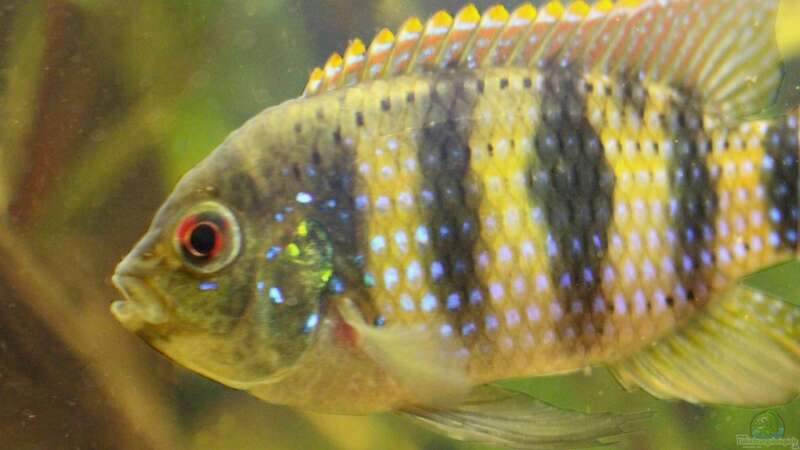 Aquarien mit Afrikanischen Schmetterlingsbuntbarschen (Anomalochromis thomasi) im Aquarium