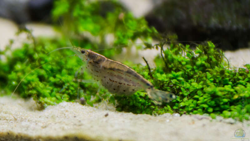 Caridina japonica / multidentata von Betta Chris (152)