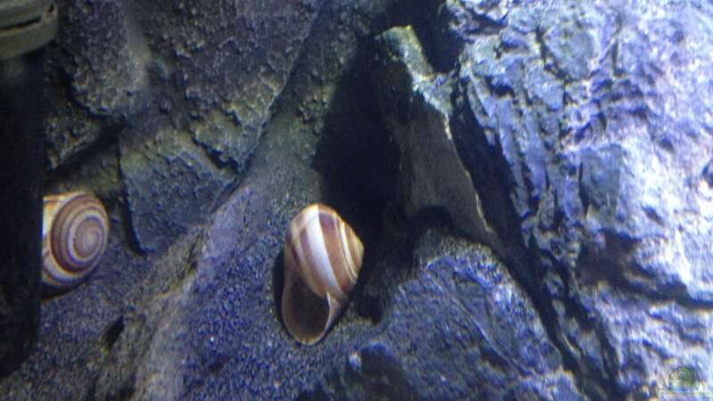 Aquarium Hauptansicht von Becken 24 von der Steirer (30)