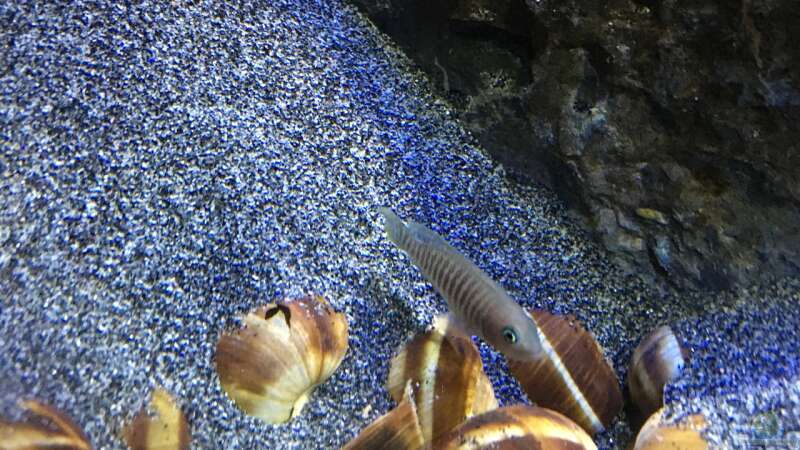 Aquarium Hauptansicht von Becken 24 von der Steirer (36)