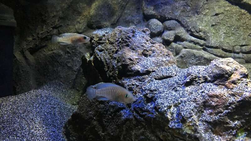 Aquarium Hauptansicht von Becken 24 von der Steirer (38)