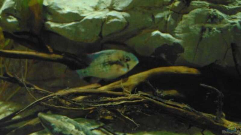 Einrichtungsbeispiele für die Haltung von Mikrogeophagus altispinosus (Bolivianischer Schmetterlingsbuntbarsch) im Aquarium