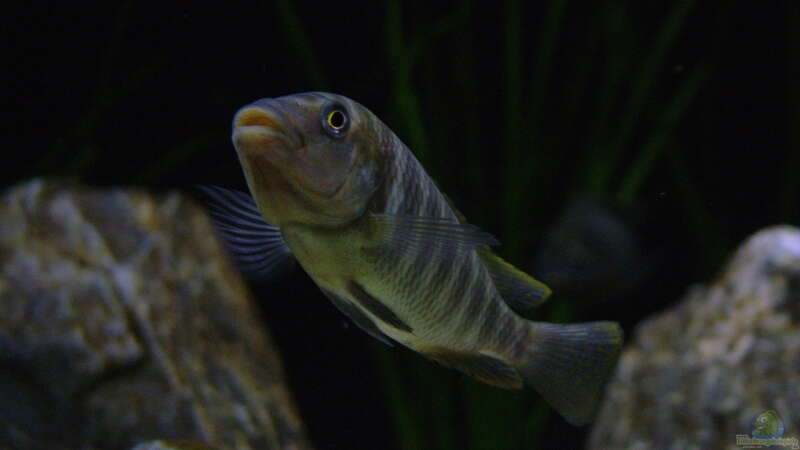 Petrochromis famula im Aquarium (Einrichtungsbeispiele für Petrochromis famula)