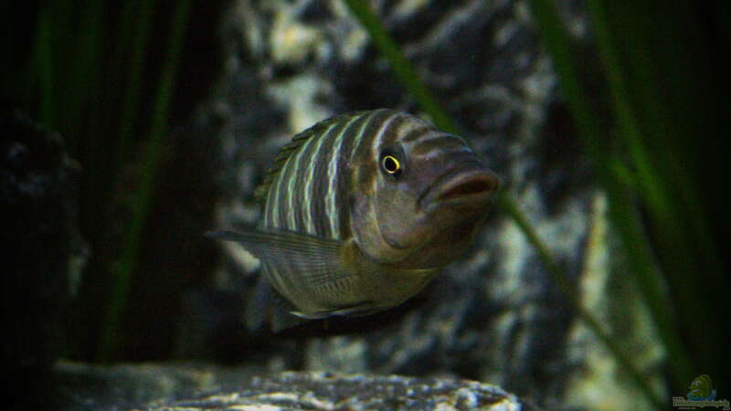 Petrochromis famula im Aquarium (Einrichtungsbeispiele für Petrochromis famula)