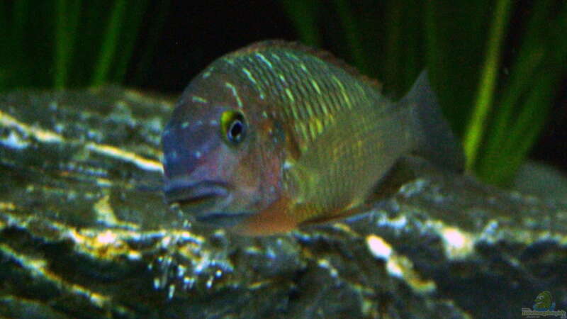 Aquarien mit Tropheus moorii "Ilangi" (Einrichtungsbeispiele Tropheus Ilangi)