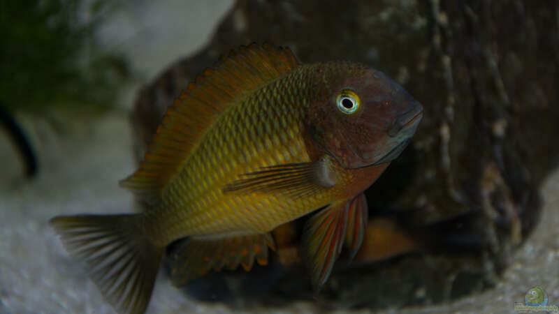 Aquarien mit Tropheus moorii "Ilangi" (Einrichtungsbeispiele Tropheus Ilangi)