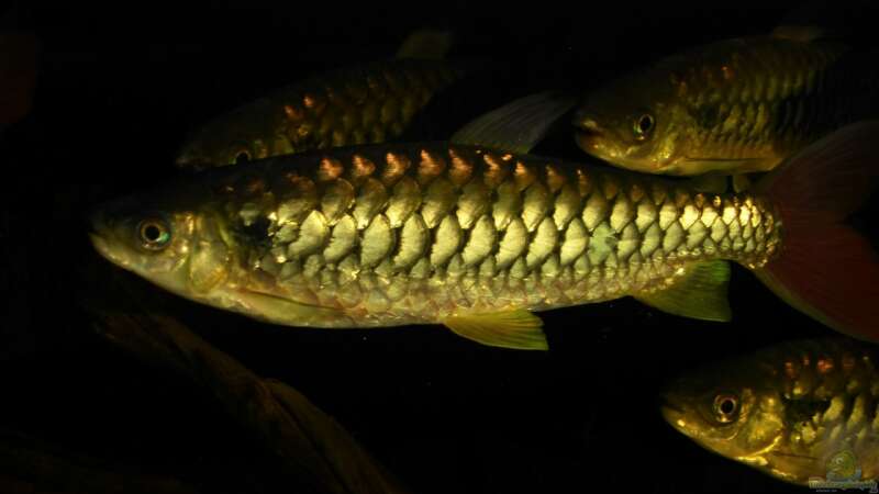 Chalceus erythrurus im Aquarium halten (Einrichtungsbeispiele für Rotflossen-Glanzsalmler)