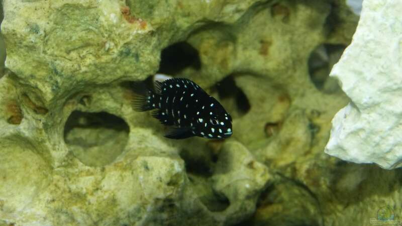 Aquarien mit Tropheus duboisi (Brabantbuntbarsch)