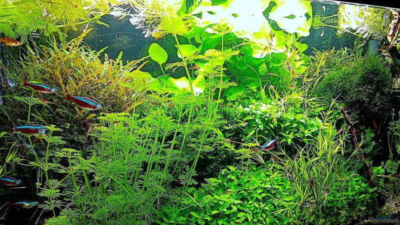 Aquarium mein kleines Amazonas Scape von odin 68 (10)