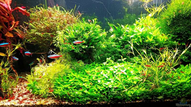 Aquarium mein kleines Amazonas Scape von odin 68 (10)