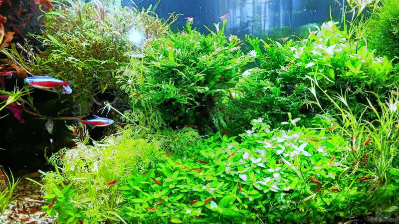 Aquarium mein kleines Amazonas Scape von odin 68 (11)