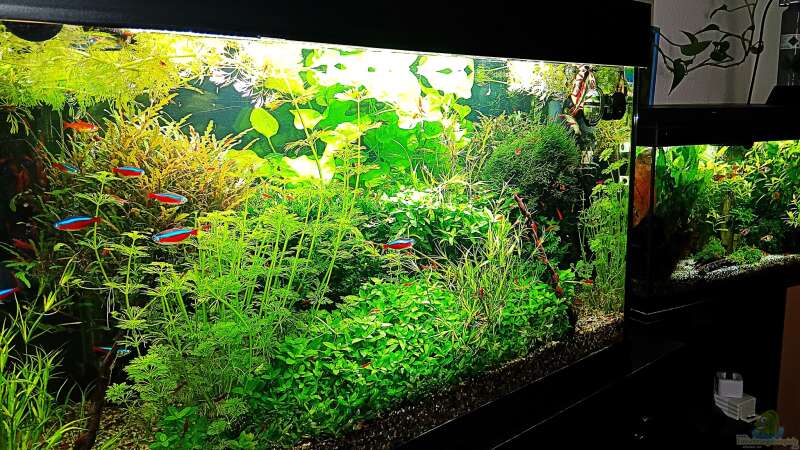 Aquarium mein kleines Amazonas Scape von odin 68 (12)