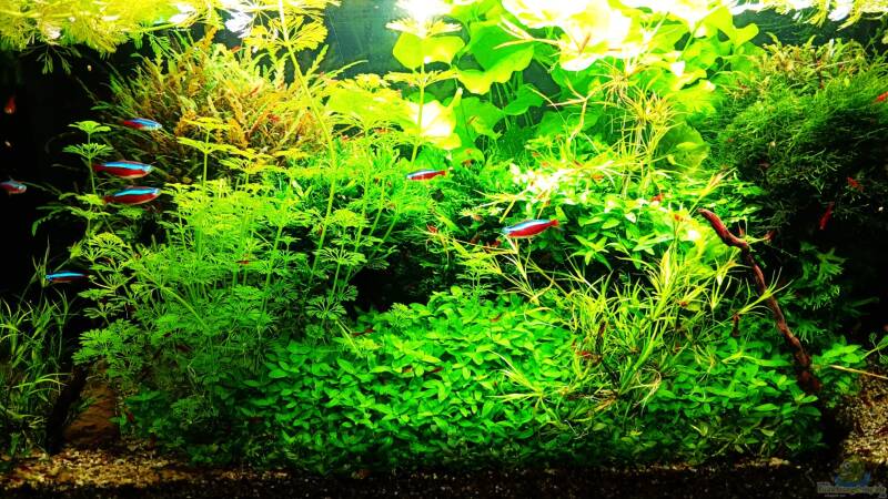 Aquarium mein kleines Amazonas Scape von odin 68 (17)