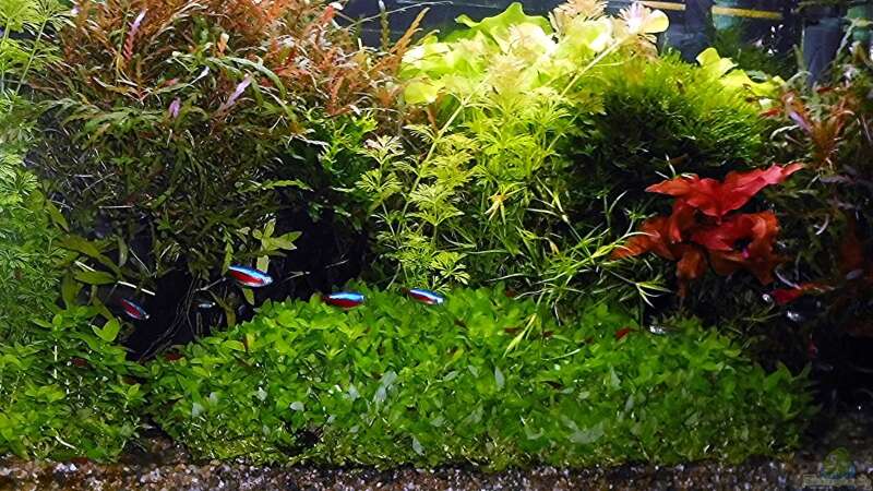 Aquarium mein kleines Amazonas Scape von odin 68 (17)