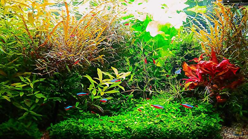 Aquarium mein kleines Amazonas Scape von odin 68 (20)