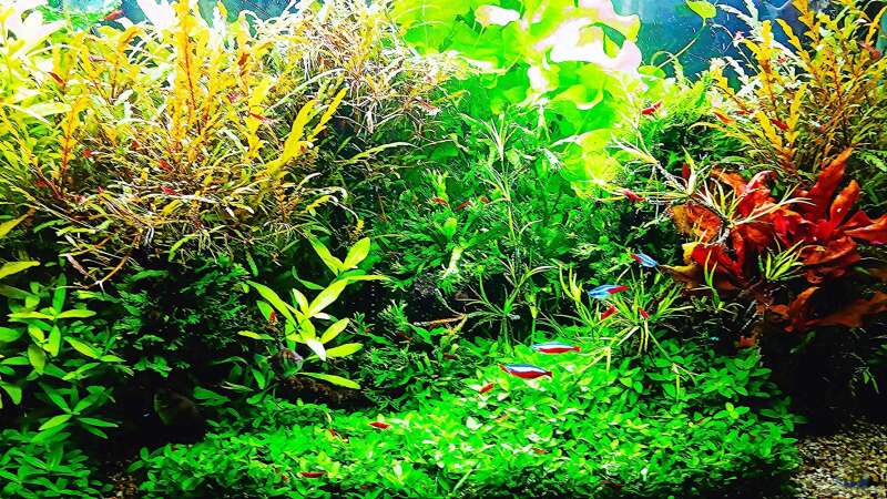 Aquarium mein kleines Amazonas Scape von odin 68 (22)