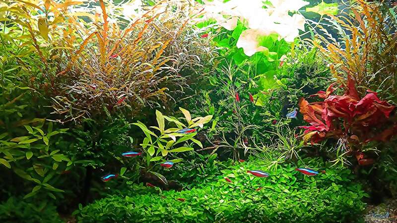 Aquarium mein kleines Amazonas Scape von odin 68 (23)