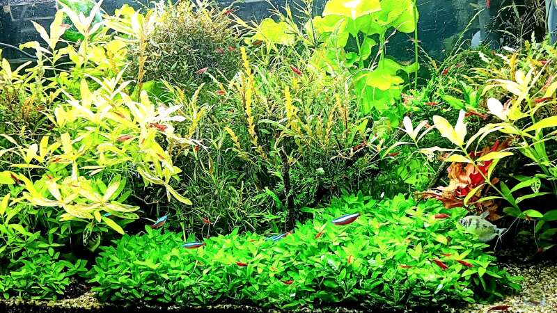 Aquarium mein kleines Amazonas Scape von odin 68 (25)