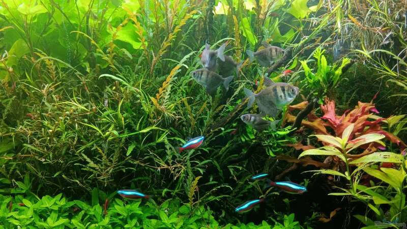 Aquarium mein kleines Amazonas Scape von odin 68 (28)