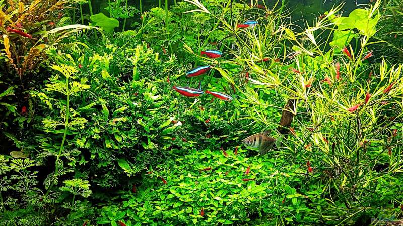 Aquarium mein kleines Amazonas Scape von odin 68 (2)