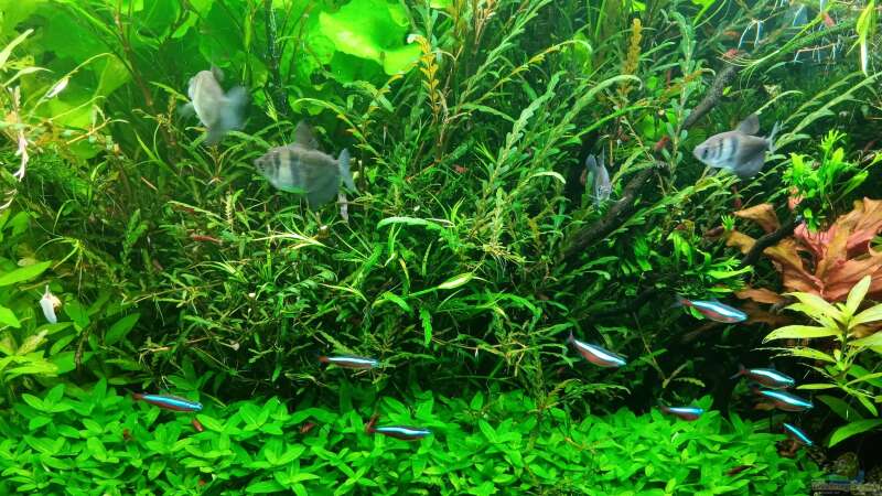 Aquarium mein kleines Amazonas Scape von odin 68 (30)