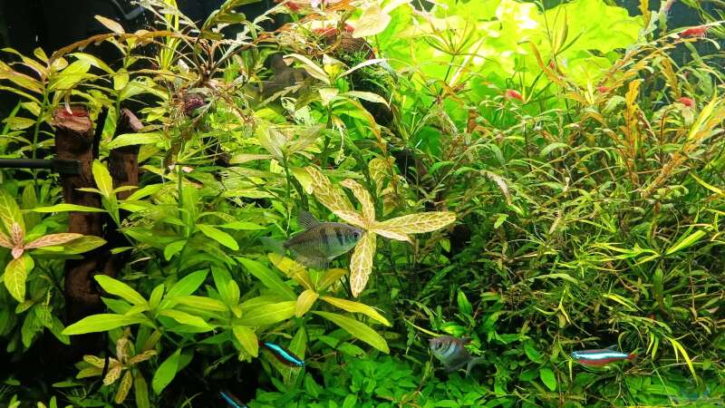 Aquarium mein kleines Amazonas Scape von odin 68 (34)