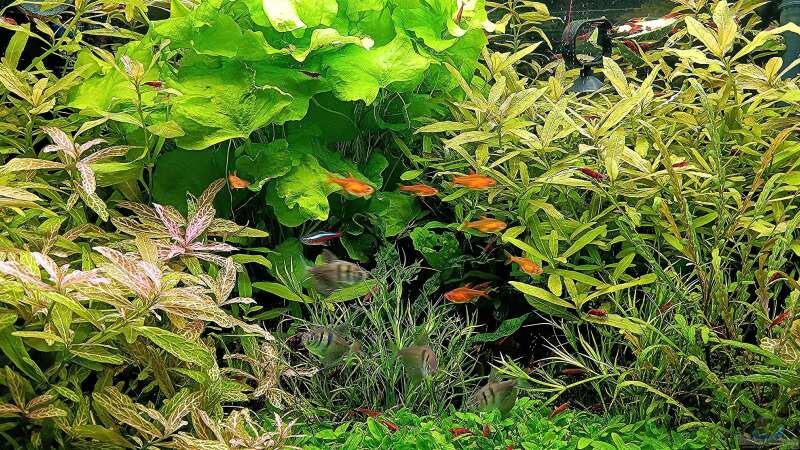 Aquarium mein kleines Amazonas Scape von odin 68 (37)