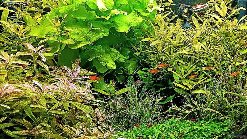 Aquarium mein kleines Amazonas Scape von odin 68 (38)