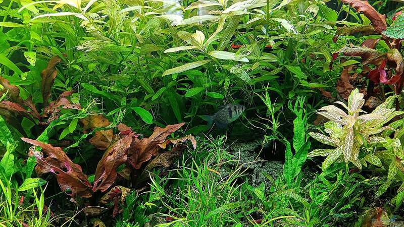 Aquarium mein kleines Amazonas Scape von odin 68 (44)