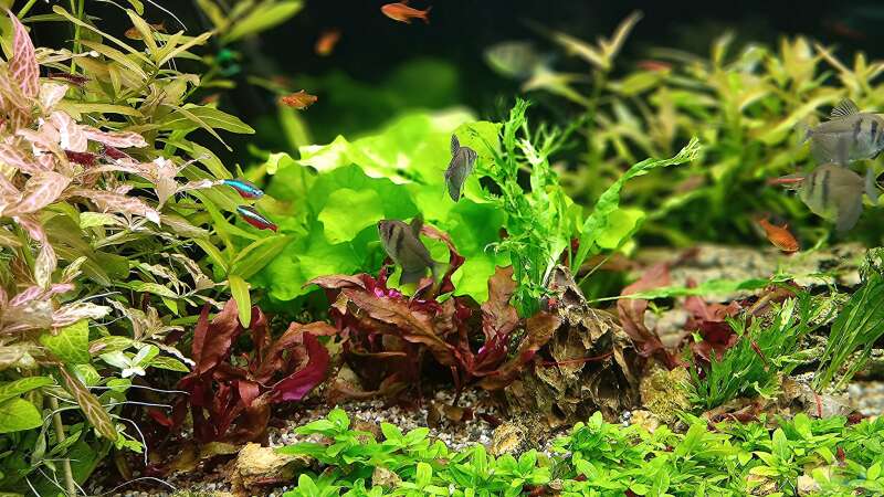 Aquarium mein kleines Amazonas Scape von odin 68 (47)