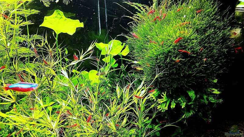 Aquarium mein kleines Amazonas Scape von odin 68 (4)