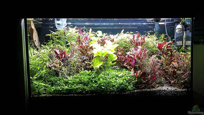 Aquarium mein kleines Amazonas Scape von odin 68 (50)