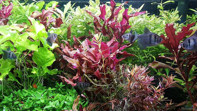 Aquarium mein kleines Amazonas Scape von odin 68 (51)