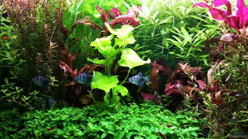 Aquarium mein kleines Amazonas Scape von odin 68 (55)