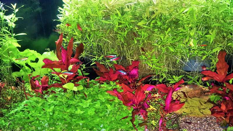 Aquarium mein kleines Amazonas Scape von odin 68 (56)