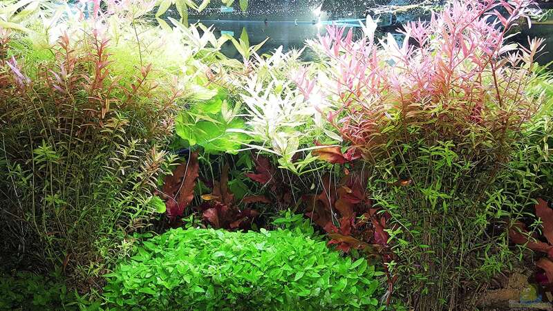 Aquarium mein kleines Amazonas Scape von odin 68 (58)