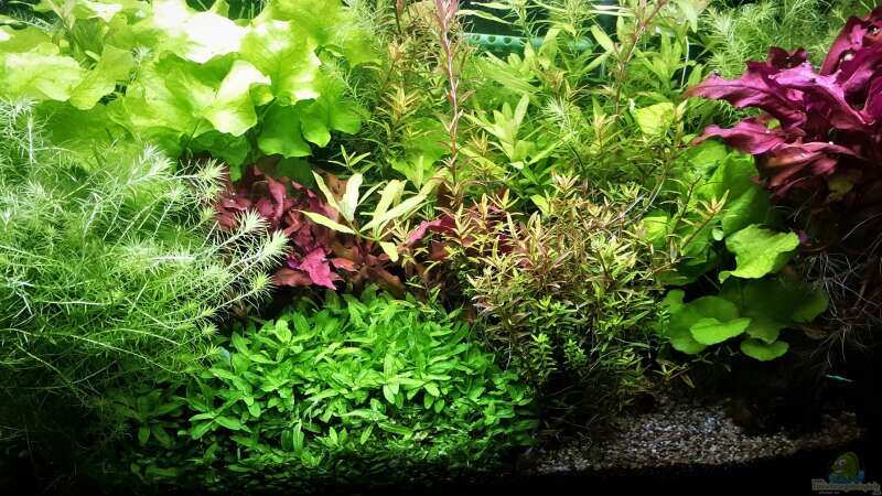 Aquarium mein kleines Amazonas Scape von odin 68 (61)