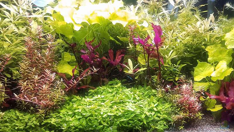 Aquarium mein kleines Amazonas Scape von odin 68 (63)