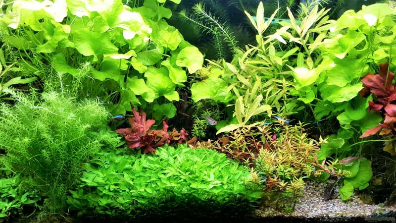 Aquarium mein kleines Amazonas Scape von odin 68 (68)