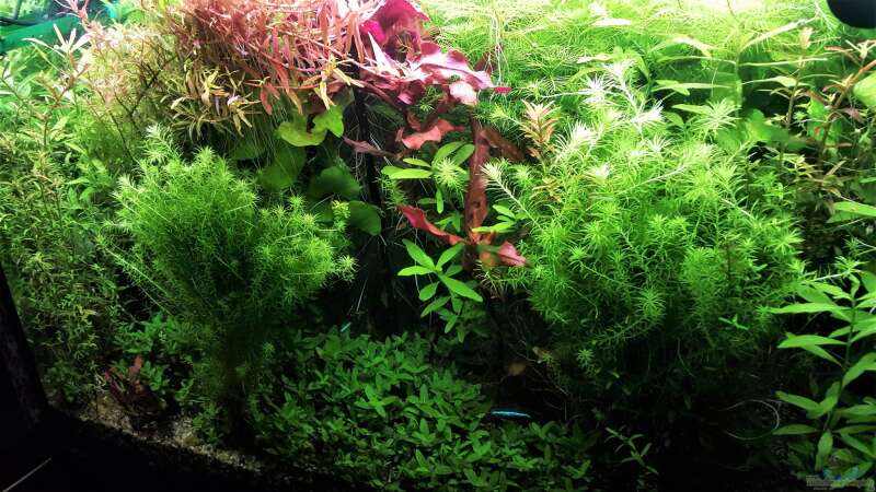 Aquarium mein kleines Amazonas Scape von odin 68 (73)