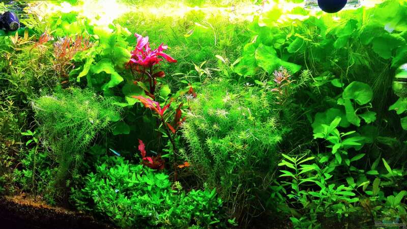 Aquarium mein kleines Amazonas Scape von odin 68 (74)