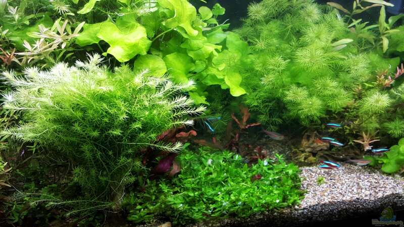 Aquarium mein kleines Amazonas Scape von odin 68 (75)