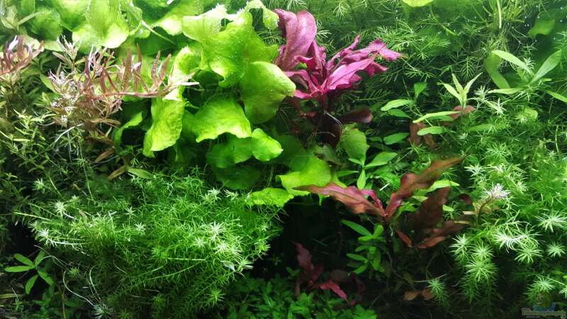 Aquarium mein kleines Amazonas Scape von odin 68 (75)