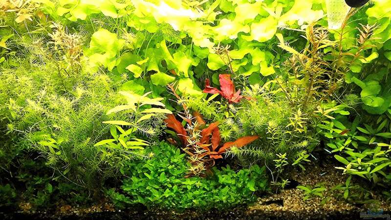 Aquarium mein kleines Amazonas Scape von odin 68 (78)