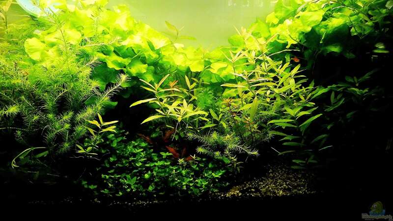 Aquarium mein kleines Amazonas Scape von odin 68 (79)