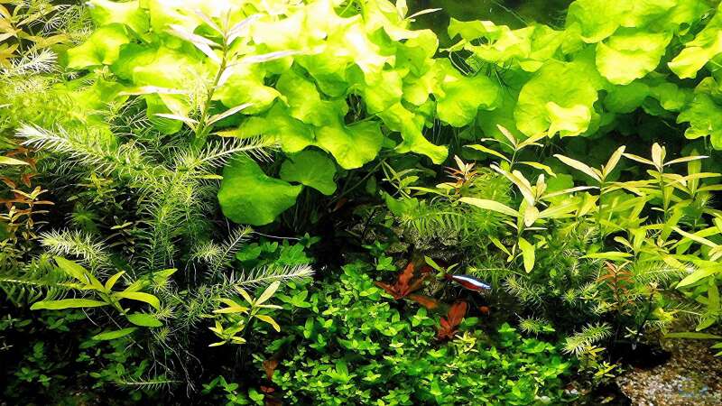 Aquarium mein kleines Amazonas Scape von odin 68 (80)