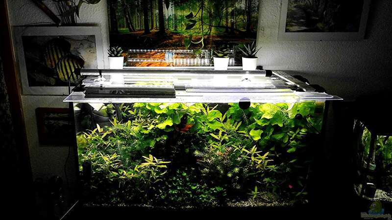 Aquarium mein kleines Amazonas Scape von odin 68 (81)