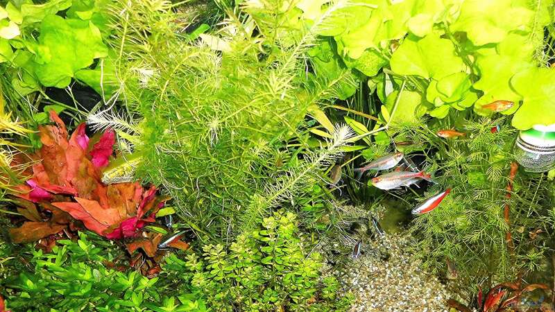 Aquarium mein kleines Amazonas Scape von odin 68 (82)