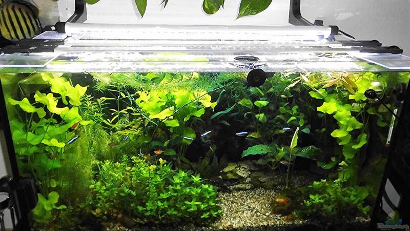 Aquarium mein kleines Amazonas Scape von odin 68 (88)